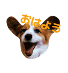 世界で1番可愛い犬（個別スタンプ：4）