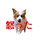 世界で1番可愛い犬（個別スタンプ：5）