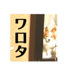世界で1番可愛い犬（個別スタンプ：6）