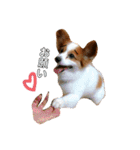 世界で1番可愛い犬（個別スタンプ：7）