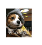 世界で1番可愛い犬（個別スタンプ：8）