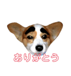 世界で1番可愛い犬（個別スタンプ：9）
