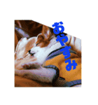世界で1番可愛い犬（個別スタンプ：10）