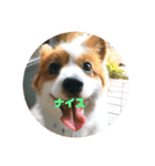 世界で1番可愛い犬（個別スタンプ：11）