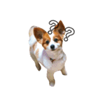 世界で1番可愛い犬（個別スタンプ：12）