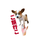 世界で1番可愛い犬（個別スタンプ：13）
