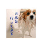 世界で1番可愛い犬（個別スタンプ：15）