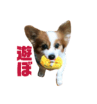 世界で1番可愛い犬（個別スタンプ：16）