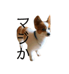 世界で1番可愛い犬（個別スタンプ：17）