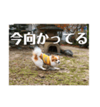 世界で1番可愛い犬（個別スタンプ：19）