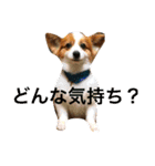 世界で1番可愛い犬（個別スタンプ：20）