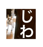 世界で1番可愛い犬（個別スタンプ：21）