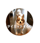 世界で1番可愛い犬（個別スタンプ：22）