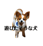 世界で1番可愛い犬（個別スタンプ：24）