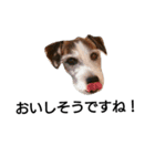 通りすがりのプチ犬（個別スタンプ：3）