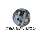 通りすがりのプチ犬（個別スタンプ：6）