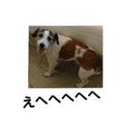 通りすがりのプチ犬（個別スタンプ：10）