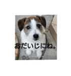 通りすがりのプチ犬（個別スタンプ：11）