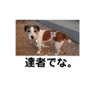 通りすがりのプチ犬（個別スタンプ：12）