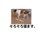 通りすがりのプチ犬（個別スタンプ：14）