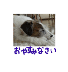 通りすがりのプチ犬（個別スタンプ：15）
