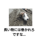 通りすがりのプチ犬（個別スタンプ：16）