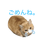 ねこのとらお①♡じんの友達シリーズ（個別スタンプ：4）