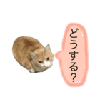 ねこのとらお①♡じんの友達シリーズ（個別スタンプ：11）