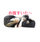 みーちゃんとさらん（個別スタンプ：3）