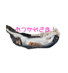 駿ホースタンプ1（個別スタンプ：7）