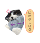 ふーこスタンプ1（個別スタンプ：3）