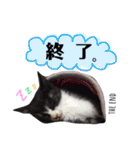 ふーこスタンプ1（個別スタンプ：9）