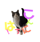 猫の奈留さん（個別スタンプ：1）