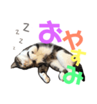 猫の奈留さん（個別スタンプ：2）