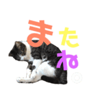 猫の奈留さん（個別スタンプ：3）