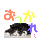 猫の奈留さん（個別スタンプ：4）