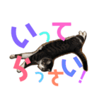 猫の奈留さん（個別スタンプ：5）