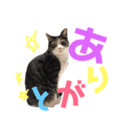 猫の奈留さん（個別スタンプ：6）