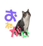 猫の奈留さん（個別スタンプ：7）