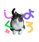猫の奈留さん（個別スタンプ：8）