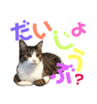猫の奈留さん（個別スタンプ：9）
