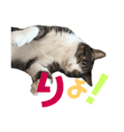 猫の奈留さん（個別スタンプ：10）