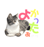 猫の奈留さん（個別スタンプ：11）