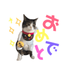 猫の奈留さん（個別スタンプ：12）