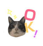 猫の奈留さん（個別スタンプ：13）
