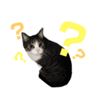 猫の奈留さん（個別スタンプ：15）