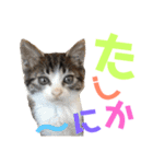 猫の奈留さん（個別スタンプ：16）