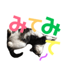 猫の奈留さん（個別スタンプ：17）