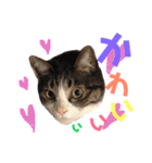 猫の奈留さん（個別スタンプ：18）