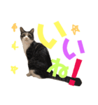 猫の奈留さん（個別スタンプ：19）